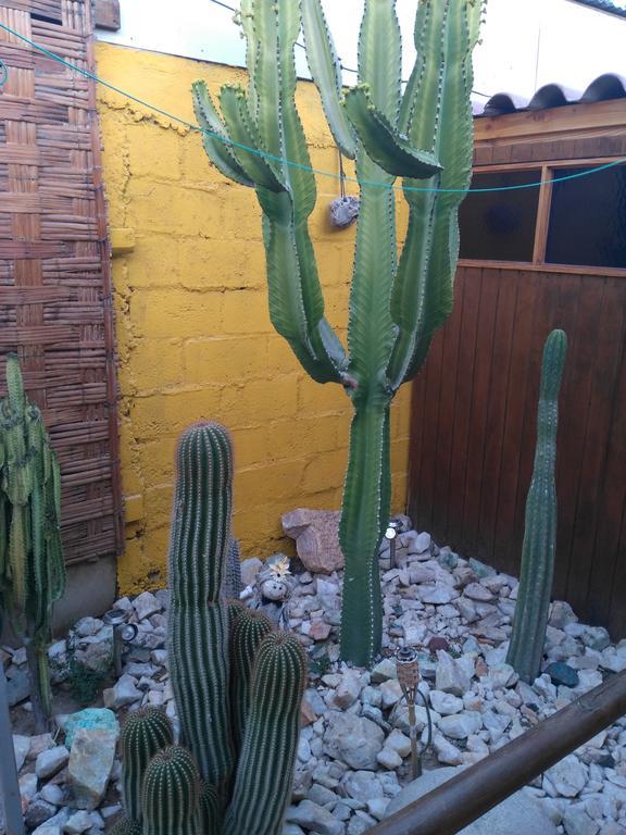 Hostal Cactus Copiapó Extérieur photo